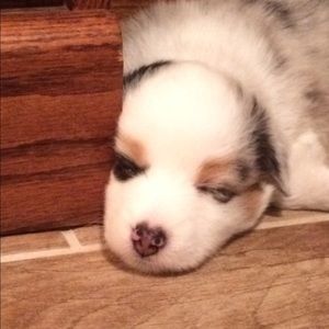 Meet your Posher, Karin